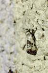 Cochylis hybridella