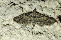 Gymnoscelis rufifasciata