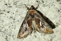 Macdunnoughia confusa