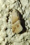 Eublemma parva