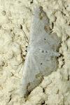 Scopula ornata