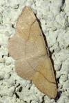 Cyclophora ruficiliaria