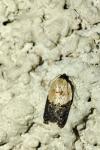 Acleris variegana
