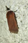 Phragmatobia fuliginosa