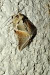 Habrosyne pyritoides