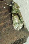 Cryphia algae