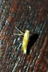 Caloptilia alchimiella