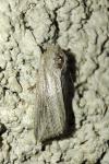 Mythimna riparia