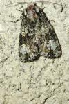 Craniophora ligustri