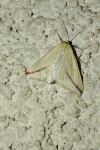 Rhodometra sacraria