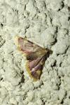 Hypsopygia costalis