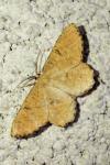Angerona prunaria