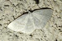 Cabera exanthemata