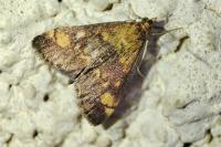 Pyrausta aurata