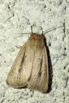 Sesamia nonagrioides