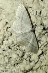 Idaea subsericeata