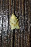Clepsis consimilana