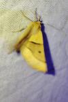 Crocallis elinguaria