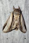 Pheosia tremula