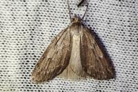 Pachycnemia hippocastanaria