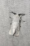 Spilosoma lubricipeda