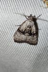 Meganola togatulalis
