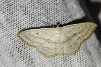 Scopula nigropunctata