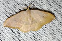 Watsonalla uncinula