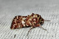 Anarta myrtilli