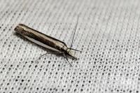 Angustalius malacellus