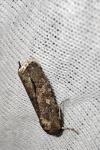 Spodoptera exigua