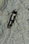 Neurothaumasia ankerella