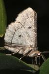 Menophra japygiaria