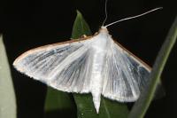 Palpita vitrealis