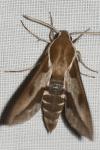 Hyles euphorbiae