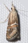 Euchromius anapiellus