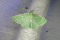 Thetidia smaragdaria