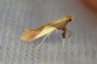 Caloptilia alchimiella