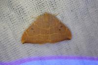 Watsonalla uncinula