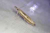 Crambus lathoniellus