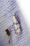 Scythropia crataegella