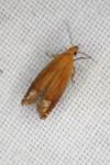 Lathronympha strigana