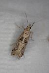 Pempelia genistella