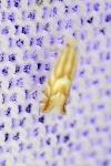 Phyllonorycter esperella