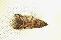 Ephestia woodiella