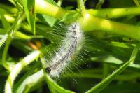 Hyphantria cunea