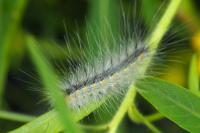Hyphantria cunea