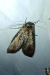 Peridroma saucia
