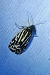 Emmelia trabealis