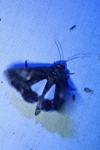 Aedia leucomelas